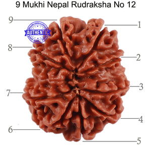 9 Mukhi Nepalese Rudraksha - Bead No. 12