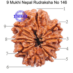 9 Mukhi Nepalese Rudraksha - Bead No. 146