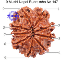 Load image into Gallery viewer, 9 Mukhi Nepalese Rudraksha - Bead No. 147
