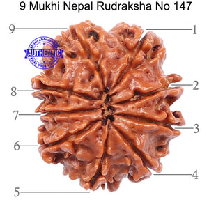 9 Mukhi Nepalese Rudraksha - Bead No. 147