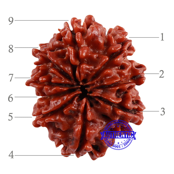 9 Mukhi Nepalese Rudraksha - Bead No. 148