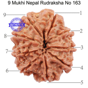 9 Mukhi Nepalese Rudraksha - Bead No 163