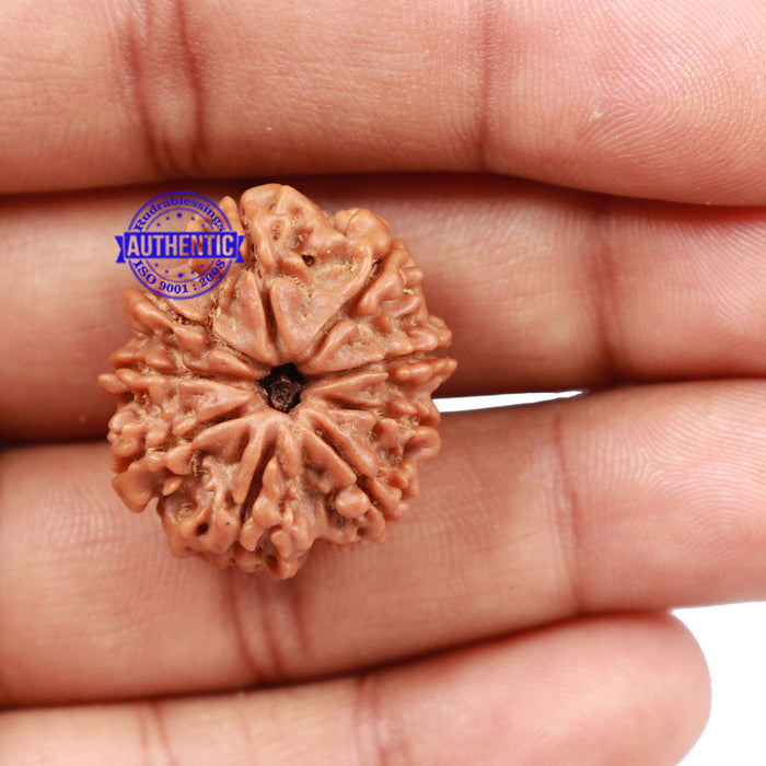 9 Mukhi Nepalese Rudraksha - Bead No 163