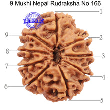 Load image into Gallery viewer, 9 Mukhi Nepalese Rudraksha - Bead No. 166
