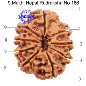 9 Mukhi Nepalese Rudraksha - Bead No. 166