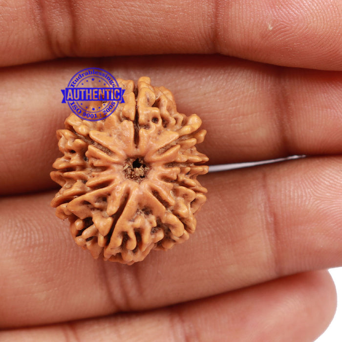 9 Mukhi Nepalese Rudraksha - Bead No. 166