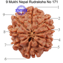 Load image into Gallery viewer, 9 Mukhi Nepalese Rudraksha - Bead No. 171
