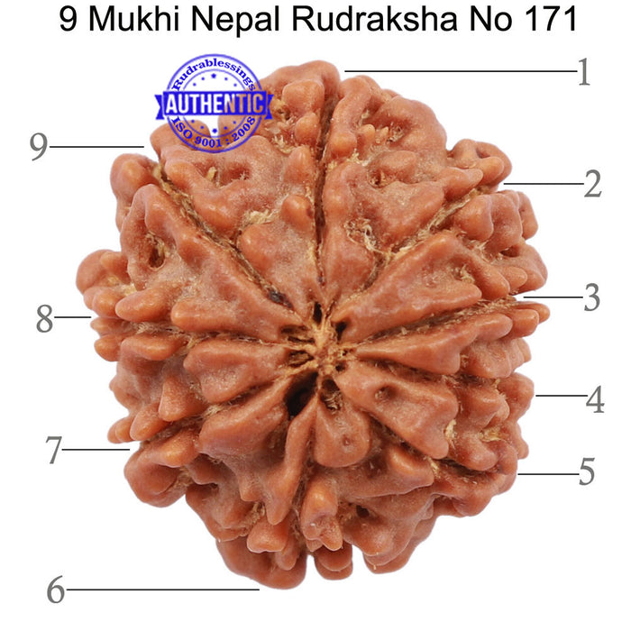 9 Mukhi Nepalese Rudraksha - Bead No. 171