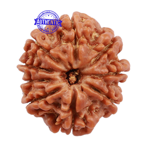 9 Mukhi Nepalese Rudraksha - Bead No. 171