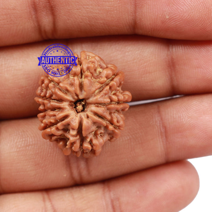 9 Mukhi Nepalese Rudraksha - Bead No. 171