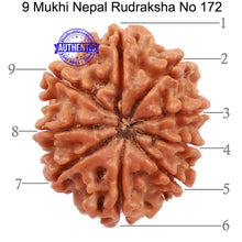 Load image into Gallery viewer, 9 Mukhi Nepalese Rudraksha - Bead No. 172
