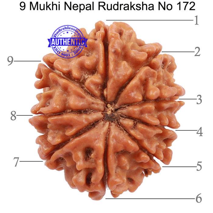 9 Mukhi Nepalese Rudraksha - Bead No. 172