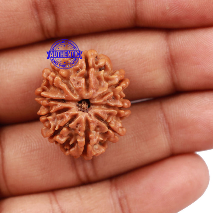 9 Mukhi Nepalese Rudraksha - Bead No. 172