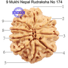 Load image into Gallery viewer, 9 Mukhi Nepalese Rudraksha - Bead No. 174
