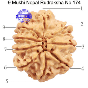 9 Mukhi Nepalese Rudraksha - Bead No. 174