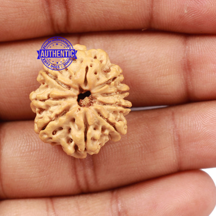 9 Mukhi Nepalese Rudraksha - Bead No. 174