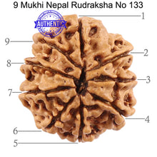 Load image into Gallery viewer, 9 Mukhi Nepalese Rudraksha - Bead No. 133

