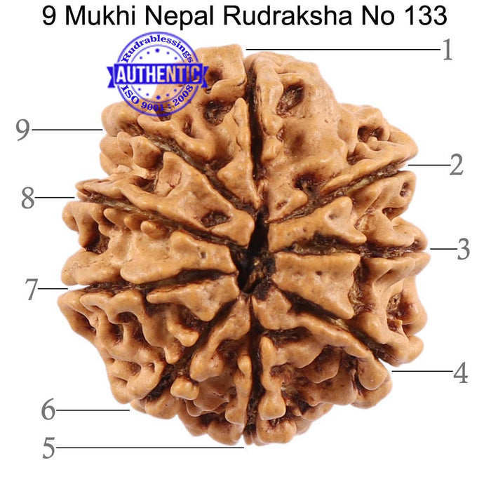9 Mukhi Nepalese Rudraksha - Bead No. 133