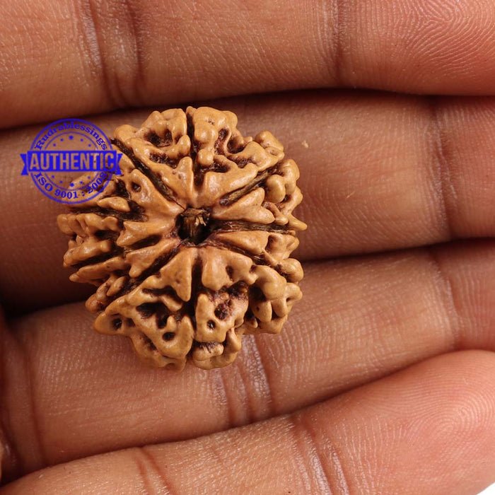 9 Mukhi Nepalese Rudraksha - Bead No. 133