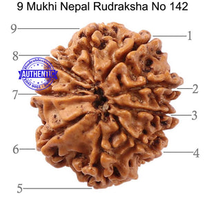 9 Mukhi Nepalese Rudraksha - Bead No 142