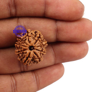 9 Mukhi Nepalese Rudraksha - Bead No 142