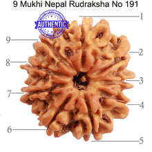 Load image into Gallery viewer, 9 Mukhi Nepalese Rudraksha - Bead No. 191
