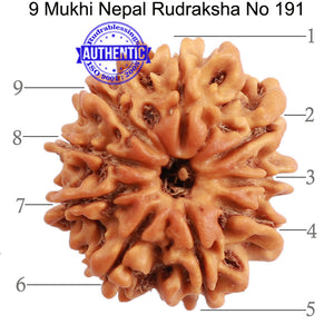 9 Mukhi Nepalese Rudraksha - Bead No. 191