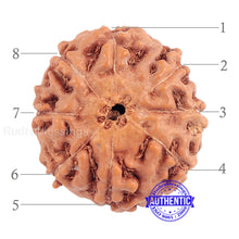 Load image into Gallery viewer, 8 Mukhi Rudraksha from Indonesia - Bead No. 155 (Gold Plated bracket)
