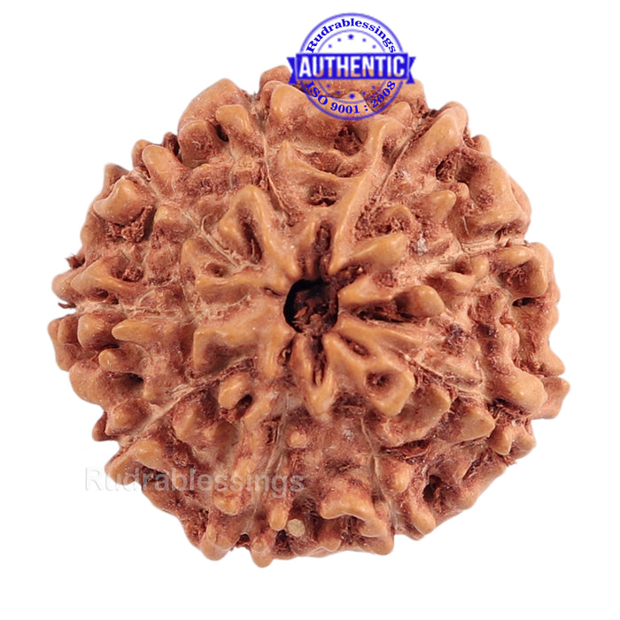 9 Mukhi Rudraksha from Indonesia - Bead No. 183 (Gold Plated Bracket)