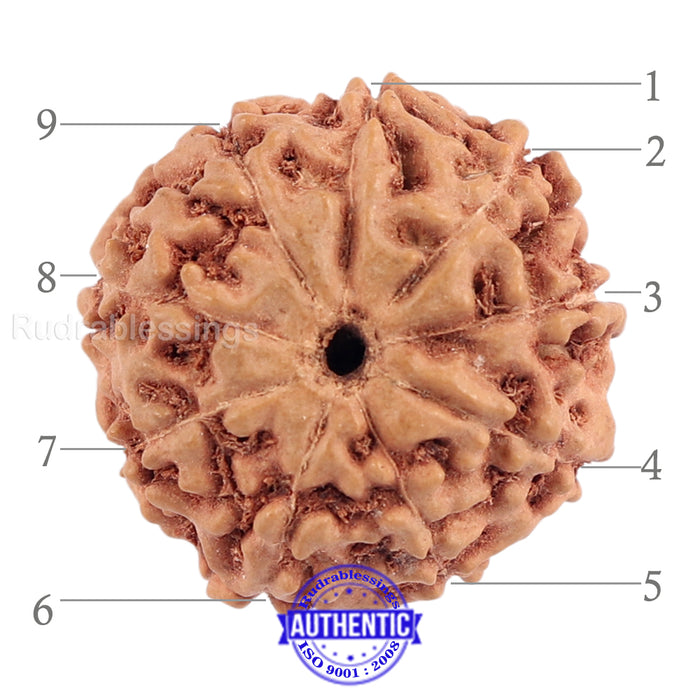 9 Mukhi Rudraksha from Indonesia - Bead No. 183 (Gold Plated Bracket)