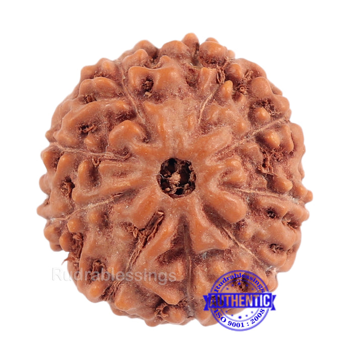 9 Mukhi Rudraksha from Indonesia - Bead No. 184 (Gold Plated Bracket)