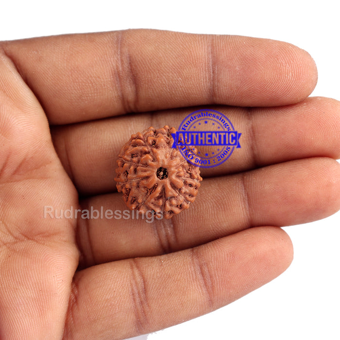 9 Mukhi Rudraksha from Indonesia - Bead No. 184 (Gold Plated Bracket)