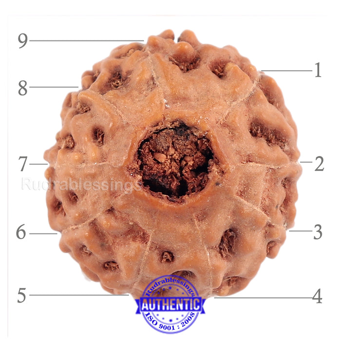 9 Mukhi Rudraksha from Indonesia - Bead No. 184 (Gold Plated Bracket)