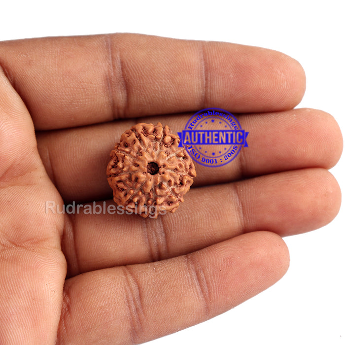9 Mukhi Rudraksha from Indonesia - Bead No. 186 (Gold Plated Bracket)