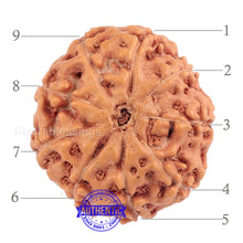 Load image into Gallery viewer, 9 Mukhi Rudraksha from Indonesia - Bead No. 186 (Gold Plated Bracket)
