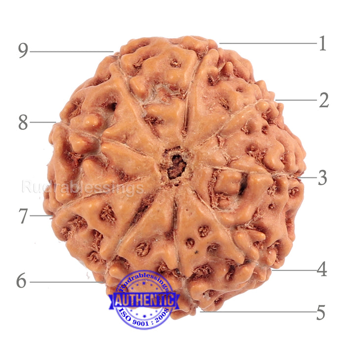 9 Mukhi Rudraksha from Indonesia - Bead No. 186 (Gold Plated Bracket)
