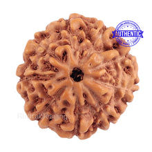 Load image into Gallery viewer, 9 Mukhi Rudraksha from Indonesia - Bead No. 187 (Gold Plated Bracket)
