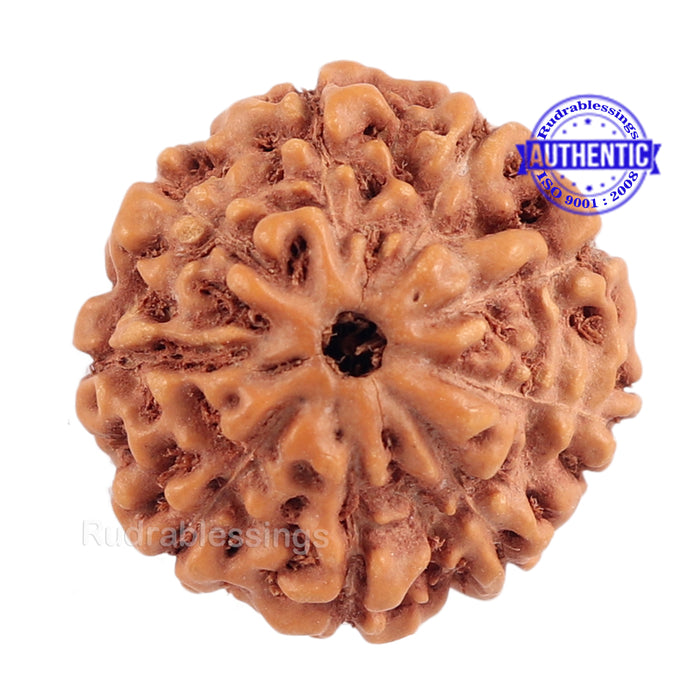9 Mukhi Rudraksha from Indonesia - Bead No. 187 (Gold Plated Bracket)