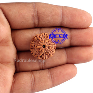 9 Mukhi Rudraksha from Indonesia - Bead No. 187 (Gold Plated Bracket)
