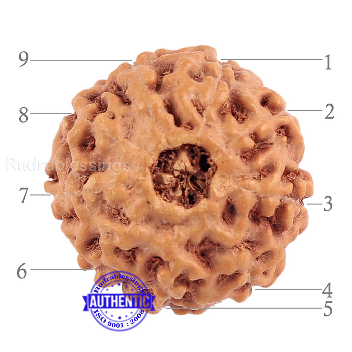 9 Mukhi Rudraksha from Indonesia - Bead No. 187 (Gold Plated Bracket)