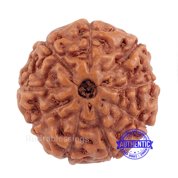 9 Mukhi Rudraksha from Indonesia - Bead No. 188 (Gold Plated Bracket)