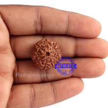 Load image into Gallery viewer, 9 Mukhi Rudraksha from Indonesia - Bead No. 188 (Gold Plated Bracket)
