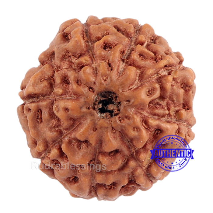 9 Mukhi Rudraksha from Indonesia - Bead No. 189 (Gold Plated Bracket)