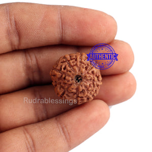 9 Mukhi Rudraksha from Indonesia - Bead No. 189 (Gold Plated Bracket)