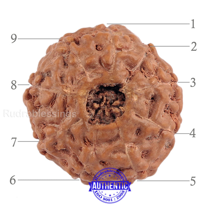 9 Mukhi Rudraksha from Indonesia - Bead No. 189 (Gold Plated Bracket)