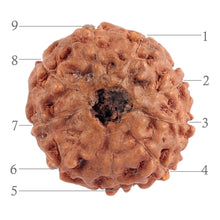 Load image into Gallery viewer, 9 Mukhi Rudraksha from Indonesia - Bead No. 190 (Gold Plated Bracket)

