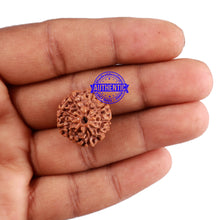 Load image into Gallery viewer, 9 Mukhi Rudraksha from Indonesia - Bead No. 32
