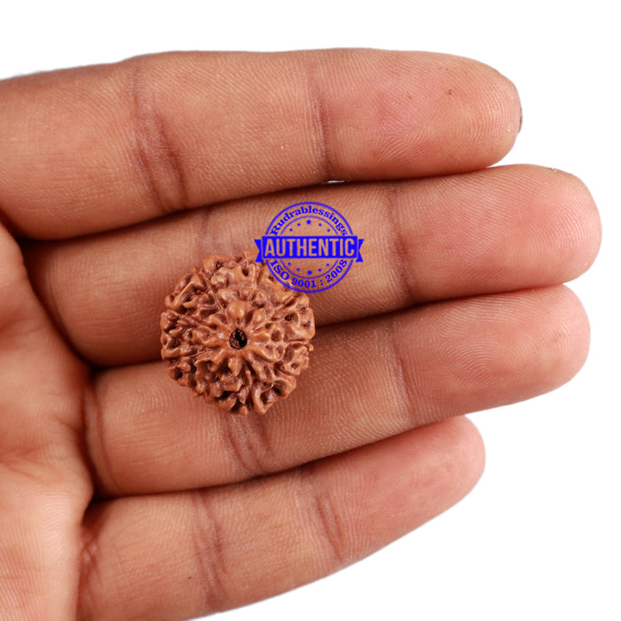 9 Mukhi Rudraksha from Indonesia - Bead No. 32