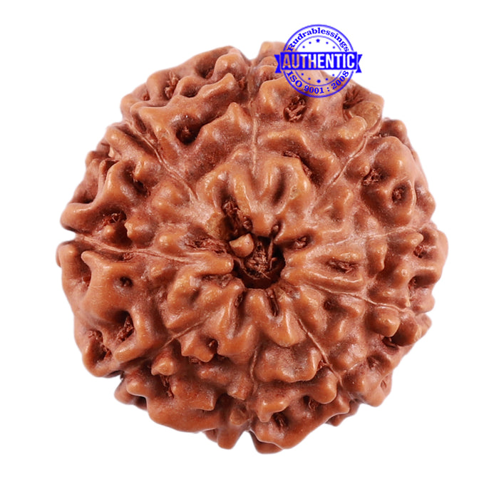 9 Mukhi Rudraksha from Indonesia - Bead No. 35