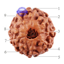 Load image into Gallery viewer, 9 Mukhi Rudraksha from Indonesia - Bead No. 35
